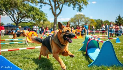 Graf frekvencie aktivít vhodných pre belgického ovčiaka (agility, dog dancing, frisbee)