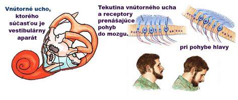 Infografika: Vestibulárny aparát a jeho funkcia vo vnútornom uchu a mozgovom kmeni