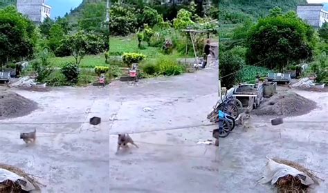 Pes vystrašený hlasnými zvukmi