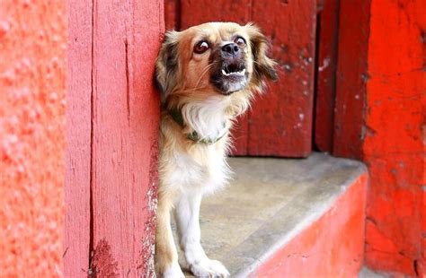 Pes kňučiaci pri dverách