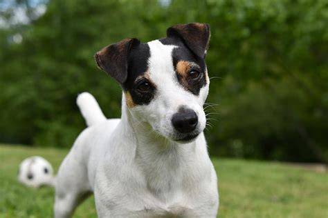 Baran - Jack Russell teriér