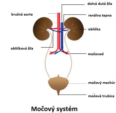 Infografika: Močový systém psa - anatomia a možné problémy
