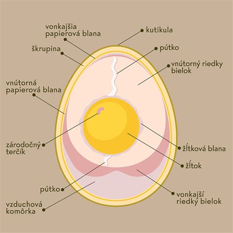 Infografika: Zloženie vajca a jeho živiny