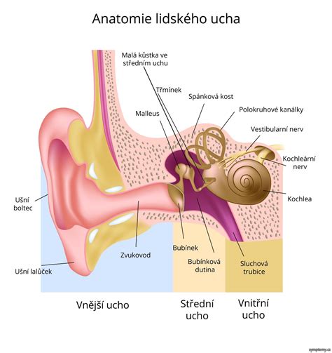 Obrázok anatomie psieho ucha a zvukovodu