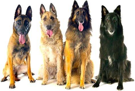 Infografika: 4 variat belgického ovčiaka (Malinois, Laekenois, Tervueren, Groenendael)