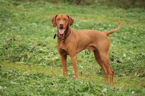 Maďarská vyžla v klasickej póze.