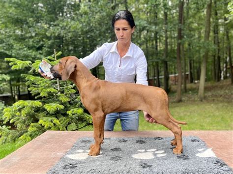 História Rodézskeho Ridgebacka