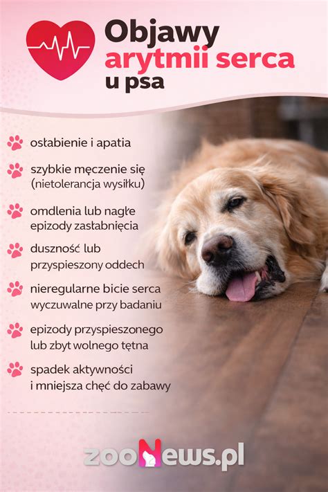 Infografika: Diagnostika a liečba nádorov prsnej žľazy u psa