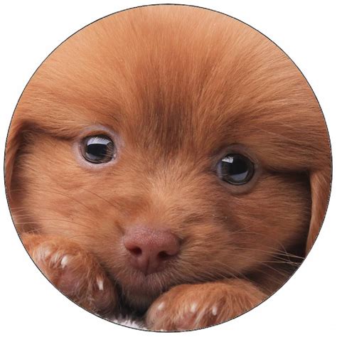 Šteňa na podložke na cikanie