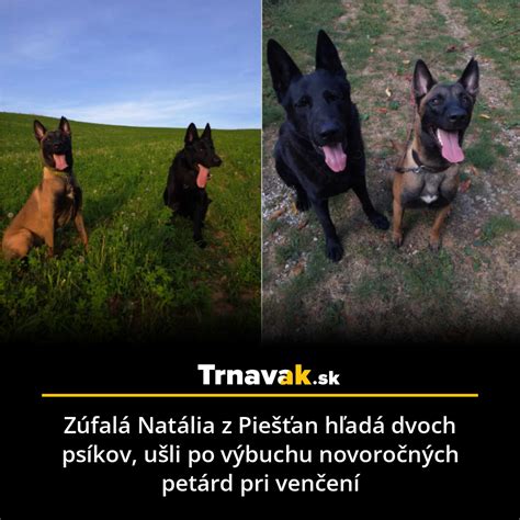 Dvaja psi sa zoznamujú