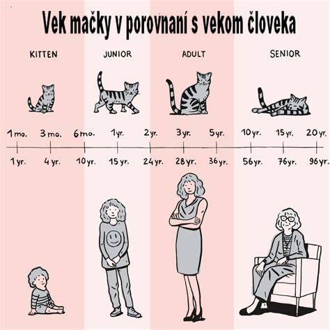 Infografika: Vekové fázy psa a ich približný ekvivalent v ľudských rokoch