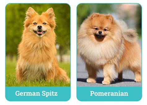 Vizualizácia porovnania exteriéru a postoja (Pomeranian vs. German Toy Spitz)