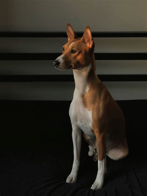Basenji infografika o kruhovom obvode hrudníka