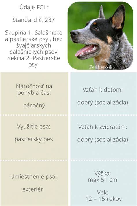 Infografika: Vývoj austrálskeho dobytkárskeho psa a jeho pracovné využitie