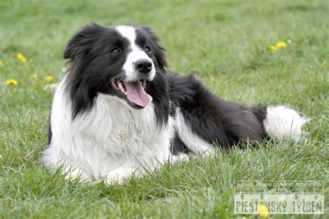 Starnúci pes s bielym ňufákom