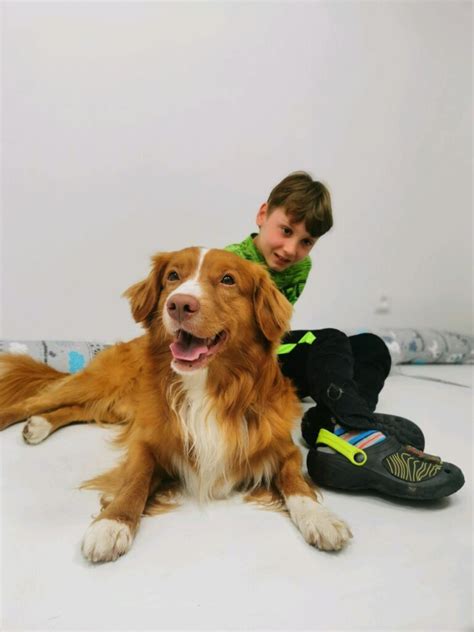 Pes s viditeľnými problémami s pohybom