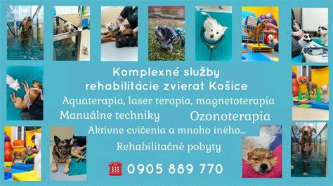 Infografika: Správne rozmery koterca pre rône veľkosti psov