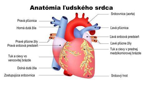 Obrázok: anatomický popis končatín a hrudníka maremmansko-abruzzského ovčiaka (schematická ilustrácia)