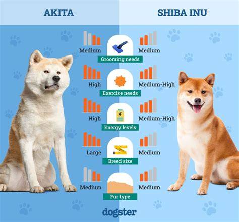 Vizuálna schéma rozdielov v veľkosti a vzhľade Akita Inu vs Shiba Inu