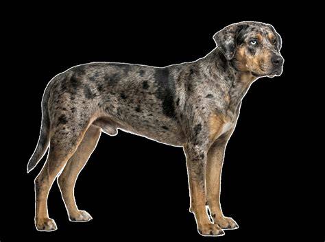 Infografika: Charakteristické vlastnosti a vzhľad Louisiana Catahoula