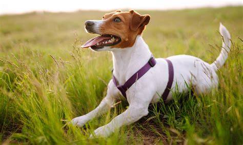 Infografika: Ako vyčesať Jack Russell srst a čo očakávať pri sezónnom pĺznutí