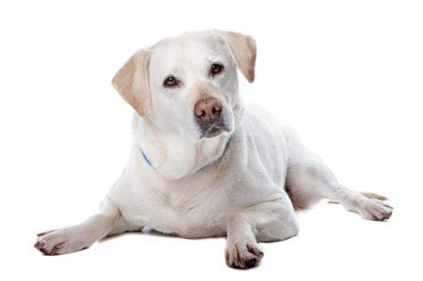 Infografika: Labradorský retríver - vzhľad a vývoj