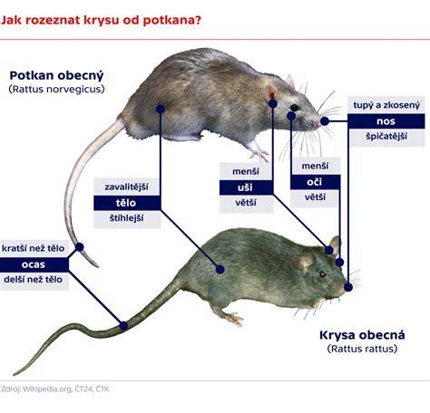 Infografika: Rozdiely medzi krysou a potkanom (veľkosť, reprodukcia, správanie)