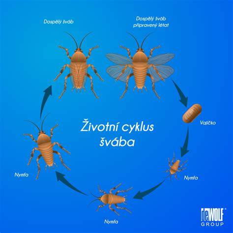 Infografika: Životný cyklus svrabového roztoča