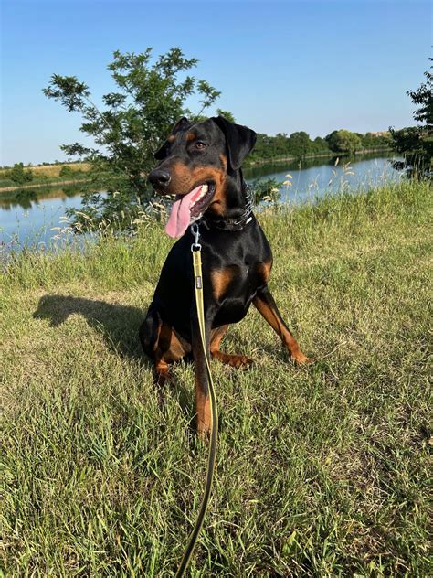 Pes a majiteľ počas tréningu poslušnosti