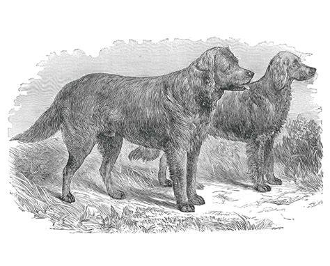 Infografika: História labradora od St. John's Dog po moderný Labrador retriever