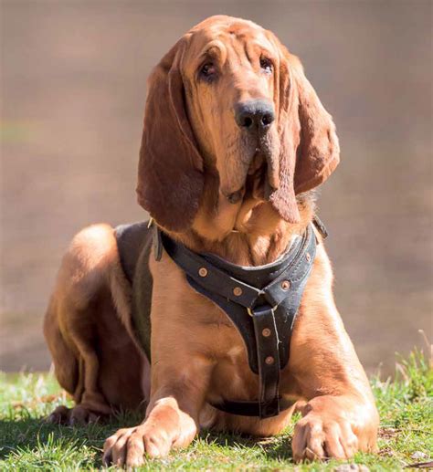 Pes s detailne zobrazeným nosom