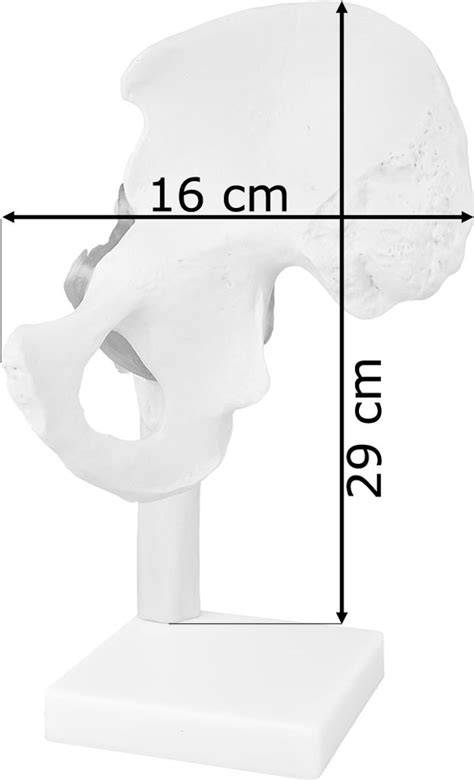 Obrázok: anatomický profil nemeckej dogy a rozmery tela