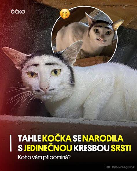 Infografika: Typy srsti, hlavné anatomické znaky a najčastejšie ochorenia nemeckého ovčiaka