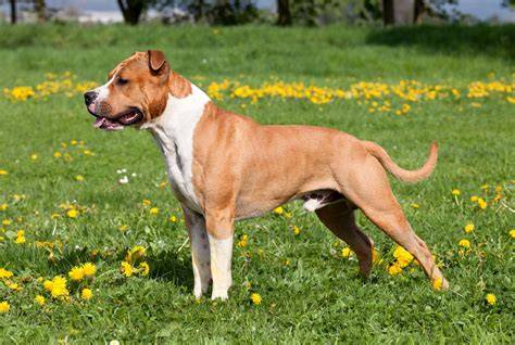 https://example.com/chovatel-amstaff.jpg