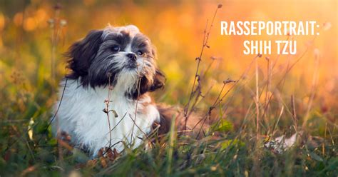 Infografika: Vzhľad a charakter shih-tzu, výška a váha, typ srsti a tipy na starostlivosť