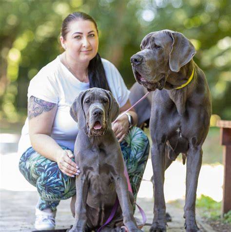 Fotografia šteniatok a dospelých nemeckých dog