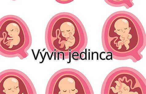 Infografika: Krok za krokom vývin šteniatka od narodenia po 6 mesiacov