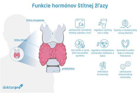 Schéma: Funkčné vzťahy štítnej žľazy a metabolizmu