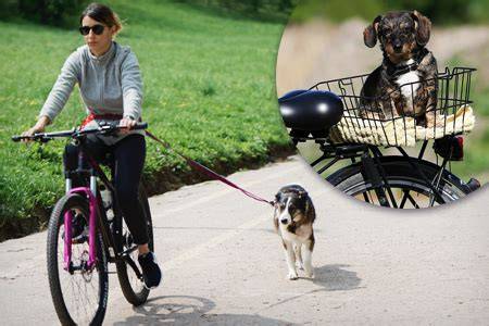 infografika: Bezpečná jazda so psom na bicykli - postroj, dištančná tyč, pružina, vodítko