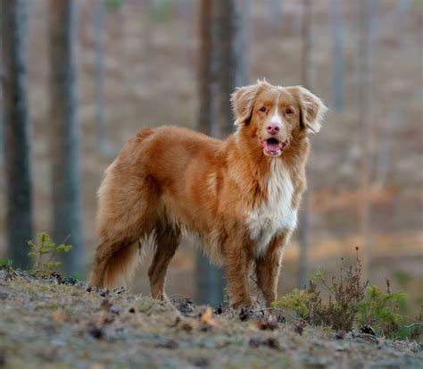 Nova Scotia Duck Tolling Retriever - foto znázornenie