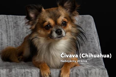 Čivava