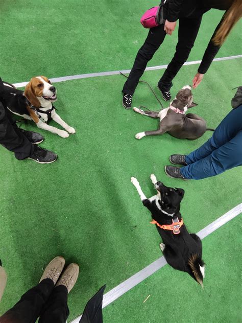 tréning psa s trénerom