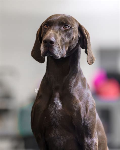 Detail hlavy nemeckého krátkosrstého stavača s výraznými rysmi