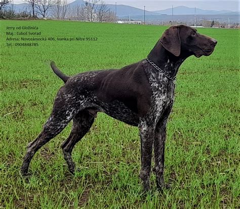 Stará fotografia nemeckého krátkosrstého stavača