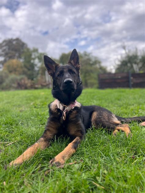 Šteňa nemeckého krátkosrstého stavača hrajúce sa v tráve