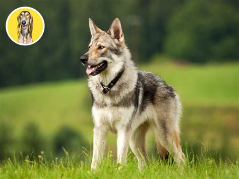 História československého vlčiaka