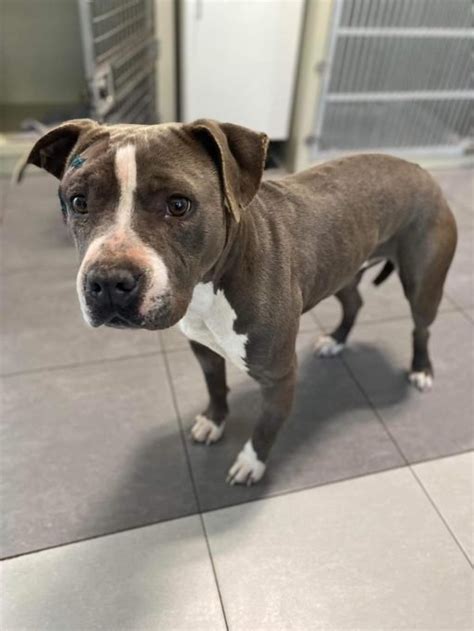 História Amstaffa a psích zápasov