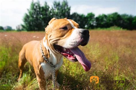 Fyzické charakteristiky Amstaffa