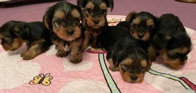 Výživa šteniatka Yorkshire Teriéra