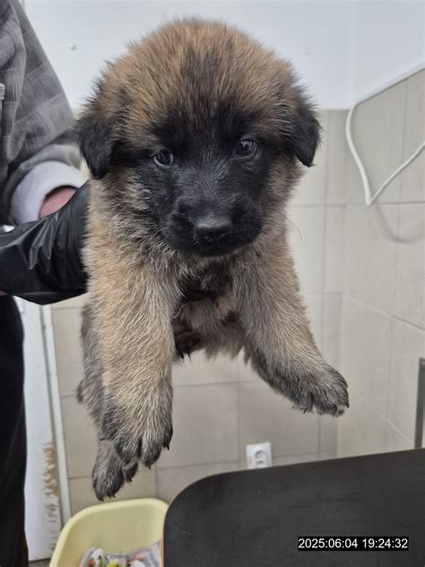 Šteňa tatranského duriča a slovenského kopova